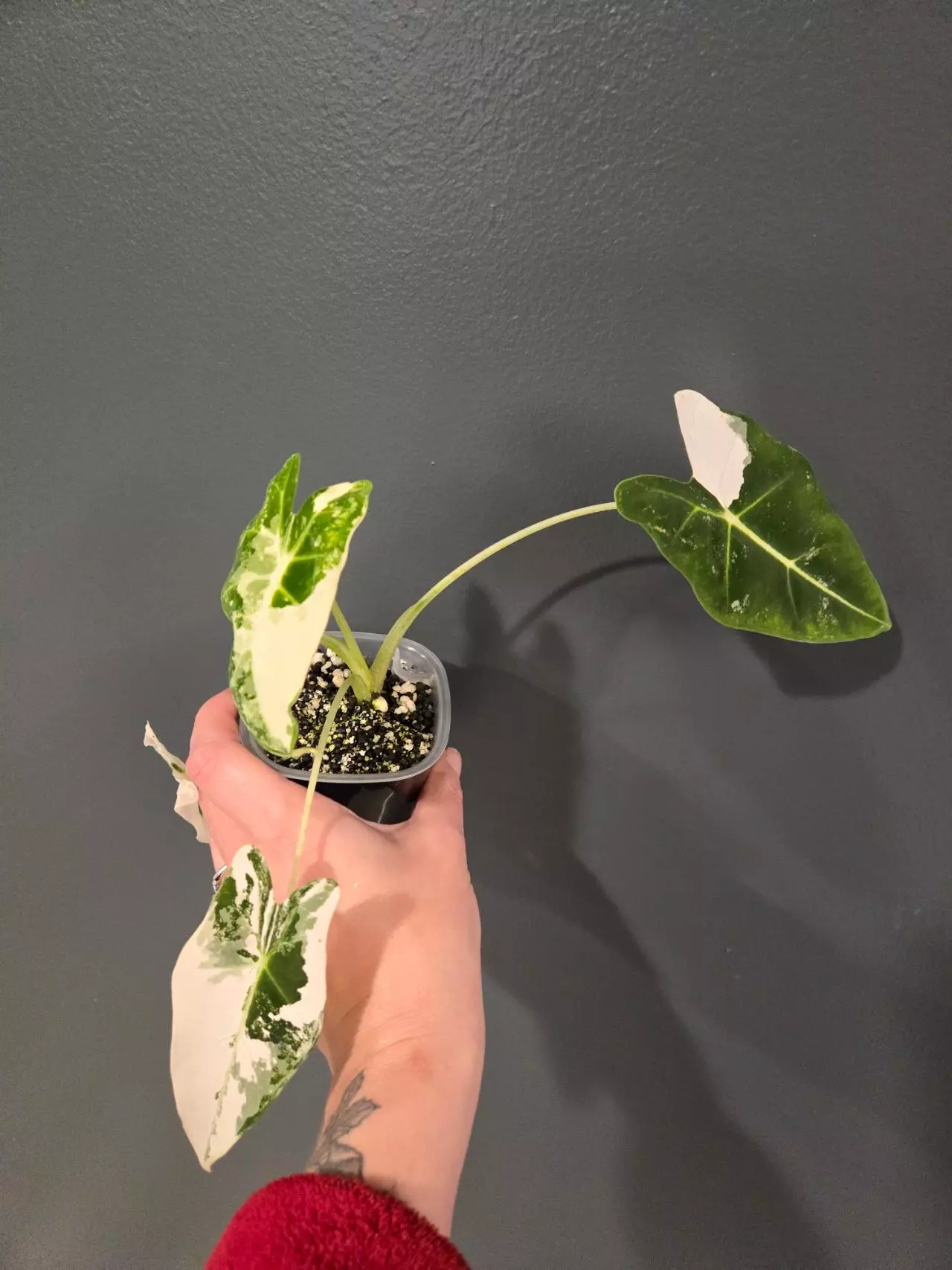 plant/variegated frydek pups-2