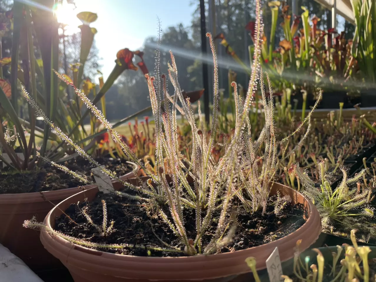 plant/Drosera seed-0