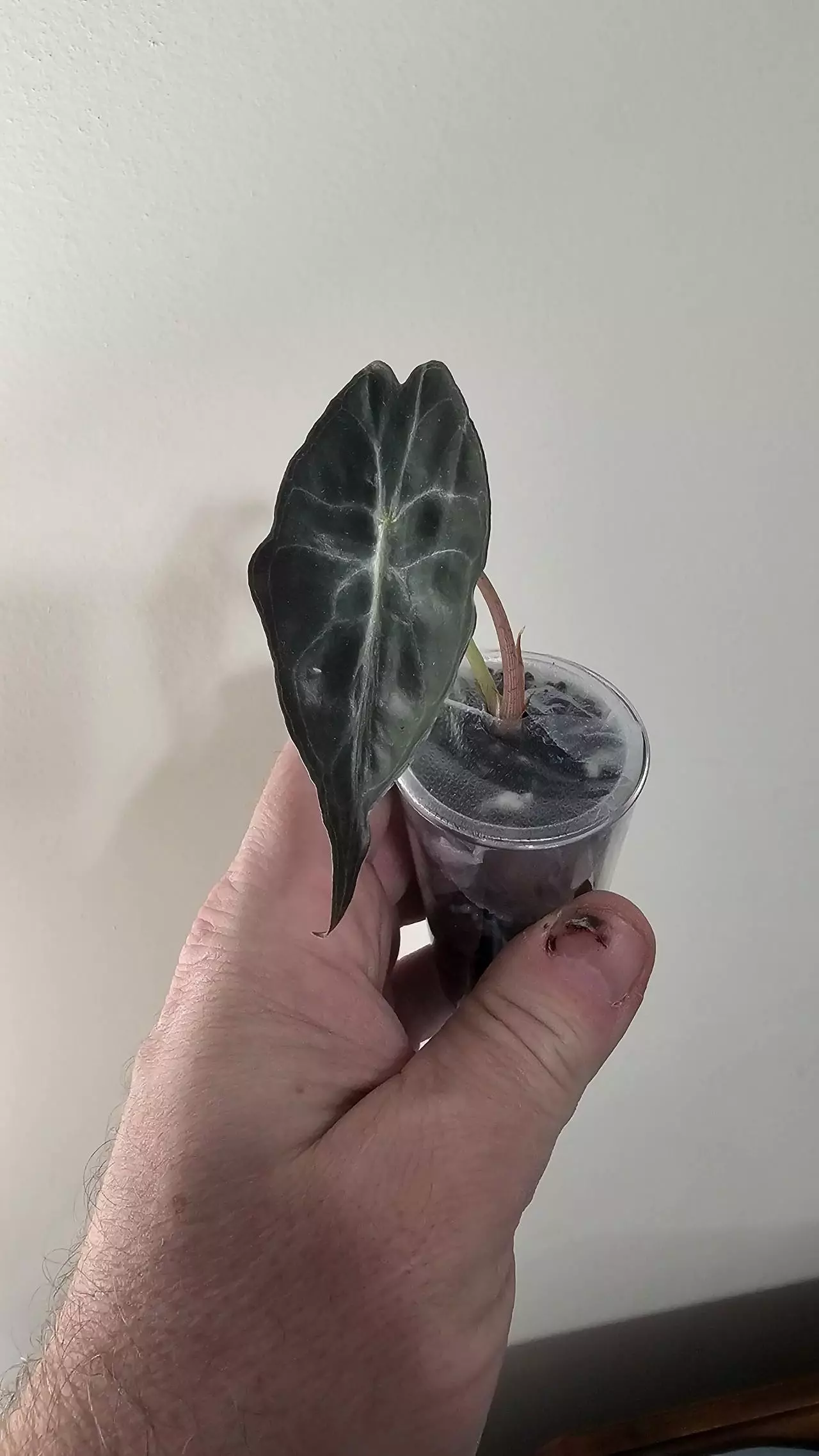 plant/Alocasia Venom-0