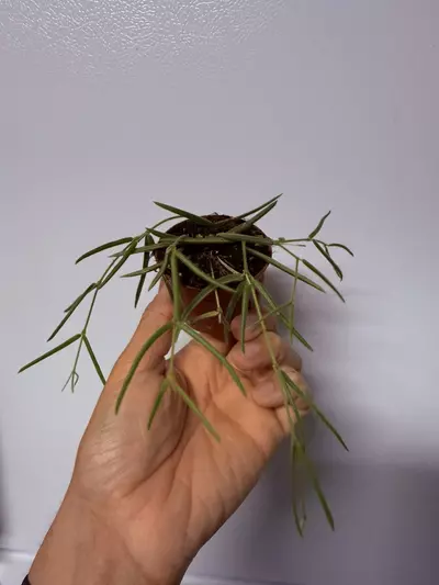 plant/Hoya Linearis cutting-1-thumbnail
