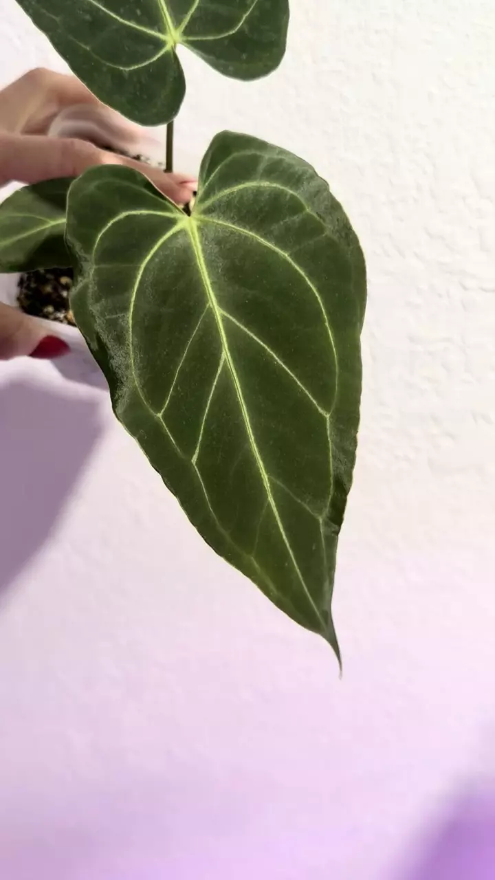 plant/Barry noid x (Carla x Bess)-1