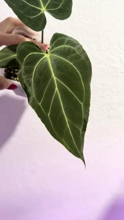 plant/Barry noid x (Carla x Bess)-1-thumbnail