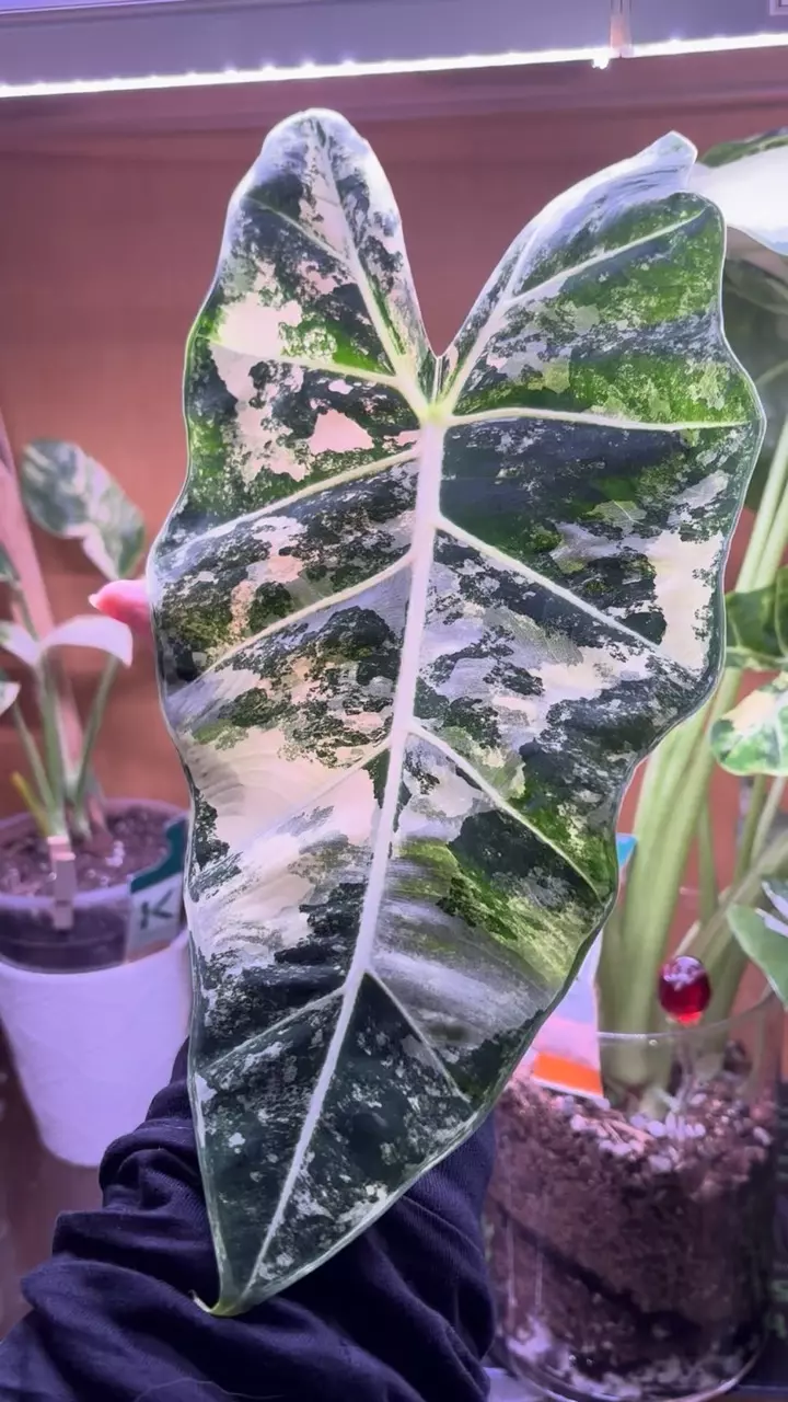 plant/CORM ONLY. Mother frydek high variegated white & cream-2