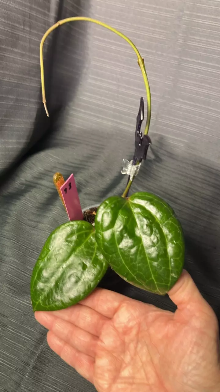 plant/98. H latifolia (Sarawak) unk bloom-0