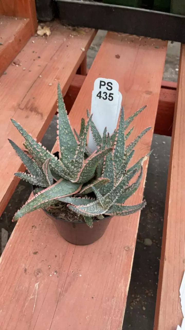 plant/Ps435 Aloe ‘purple haze’-0