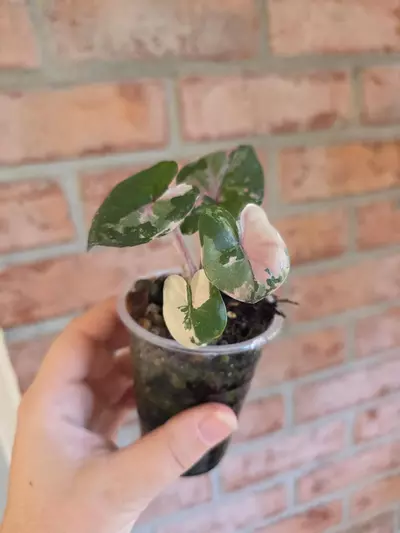 plant/Alocasia Yucatan Princess Pink-2-thumbnail