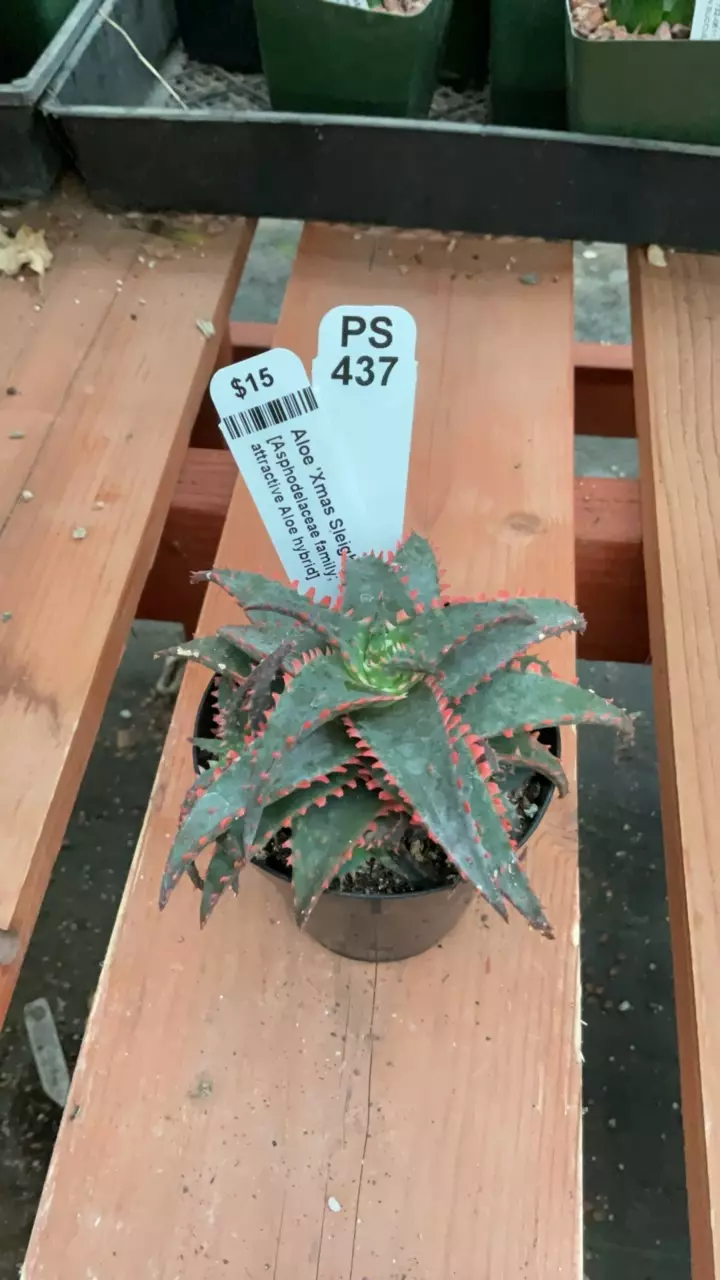 plant/Ps437 Aloe ‘Xmas Sleigh’-0