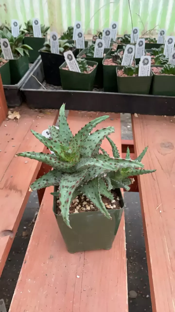 plant/Ps476 Aloe castilloniae ‘Blue’-0