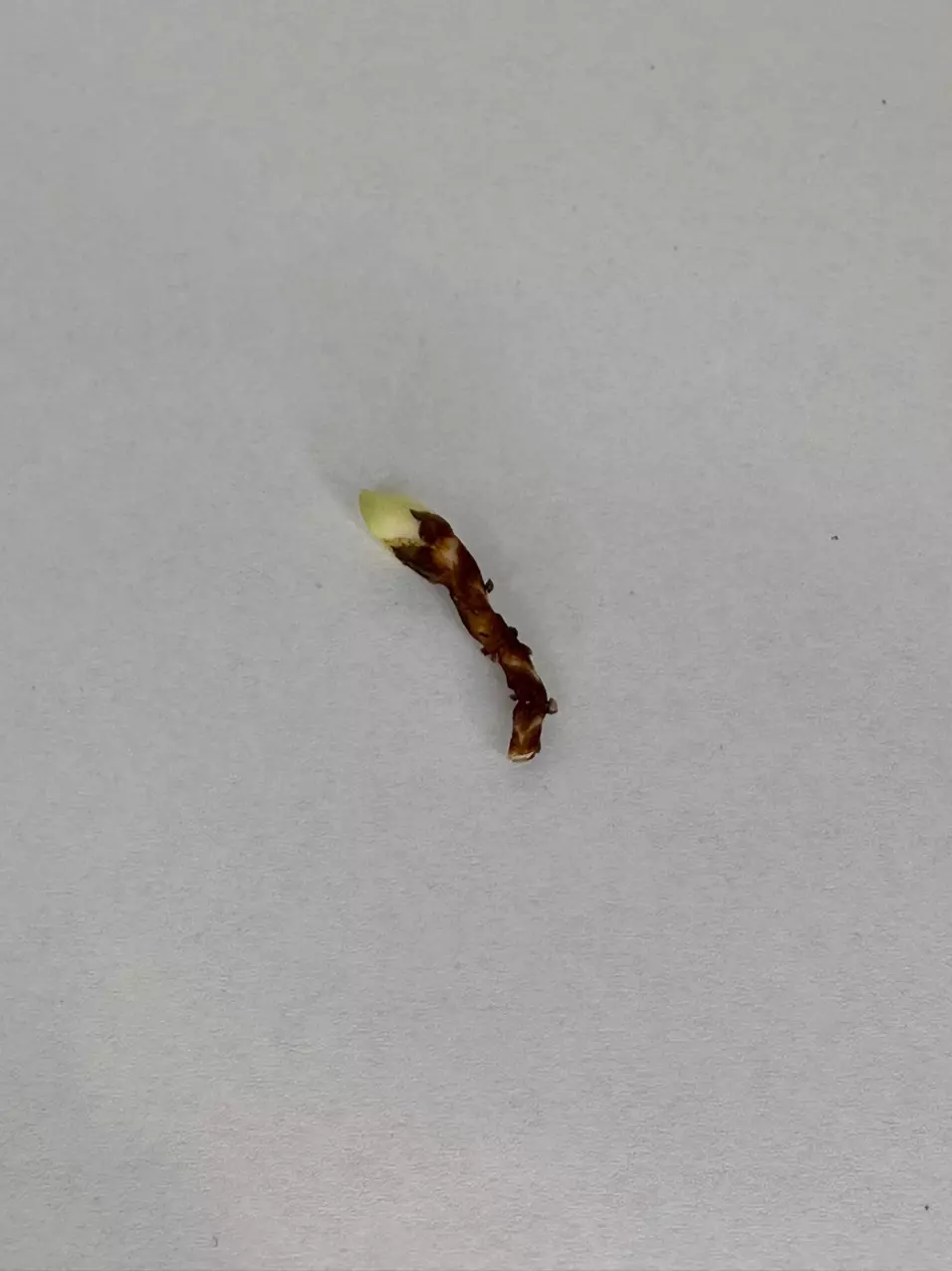 plant/AUREA ZEBRINA CORM - C-1