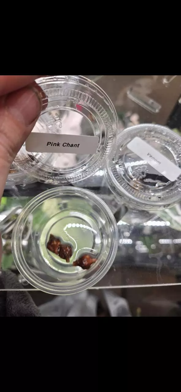 plant/Pink chant corms-2