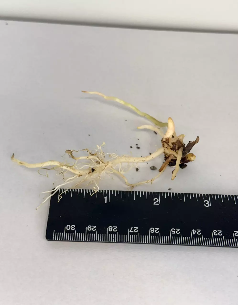 plant/SANDERIANA PSEUDO ALOCASIA CORM - H-0