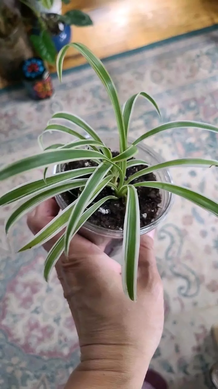 plant/Variegated Spider Plant 3.25" 11-132-0