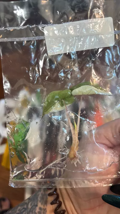 plant/Pink Yucatan Princess variegated tc gc-2-thumbnail