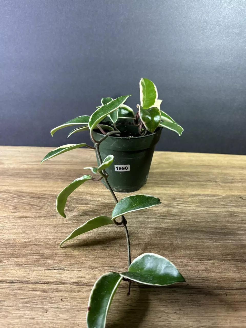 plant/Hoya Carnosa Albo 4” 1990-0