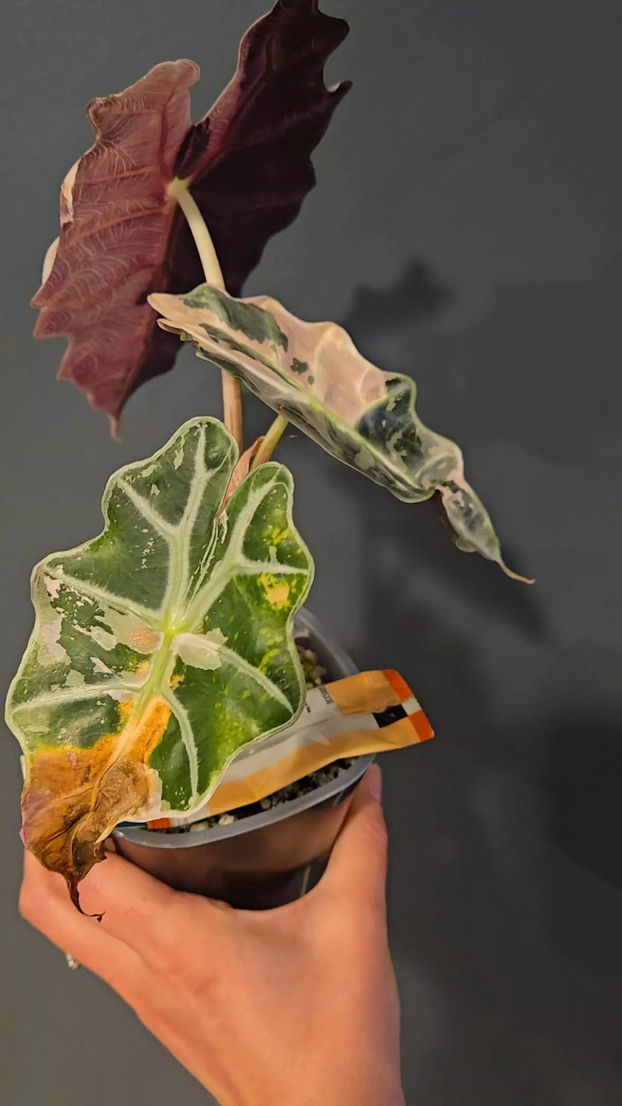 plant/Pink Amazonica Corms-0