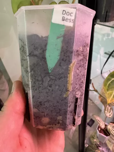 plant/Doc F2 x Besseae Aff.-2-thumbnail