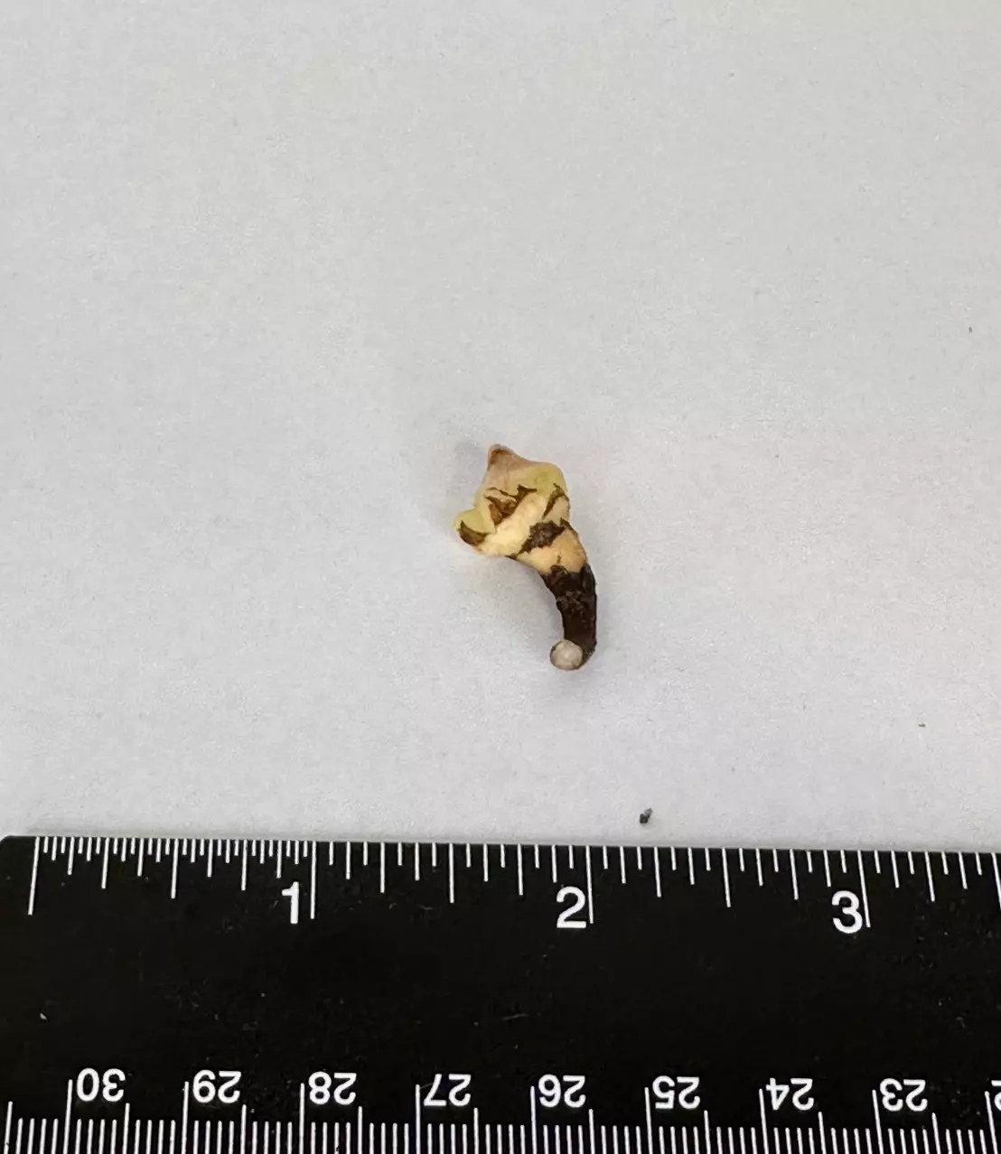 plant/SANDERIANA PSEUDO ALOCASIA CORM - C-0