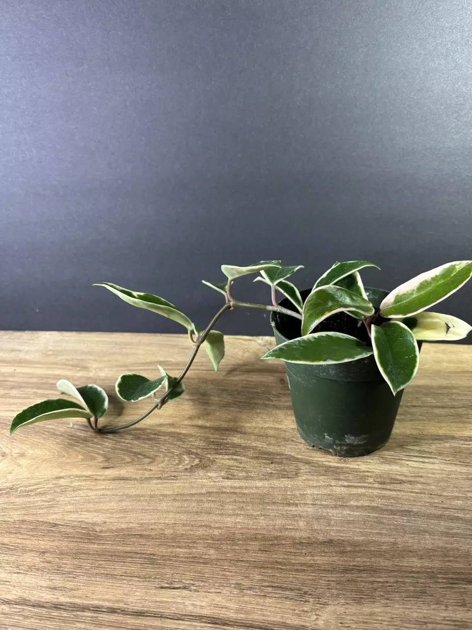 plant/Hoya Carnosa Albo 4” 1990-1