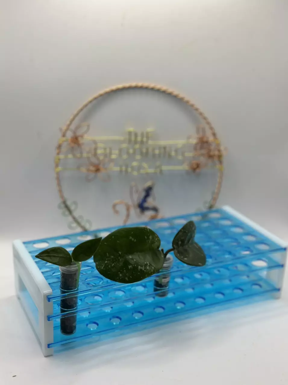 plant/Propagation Vial Holder (50 holes)-0