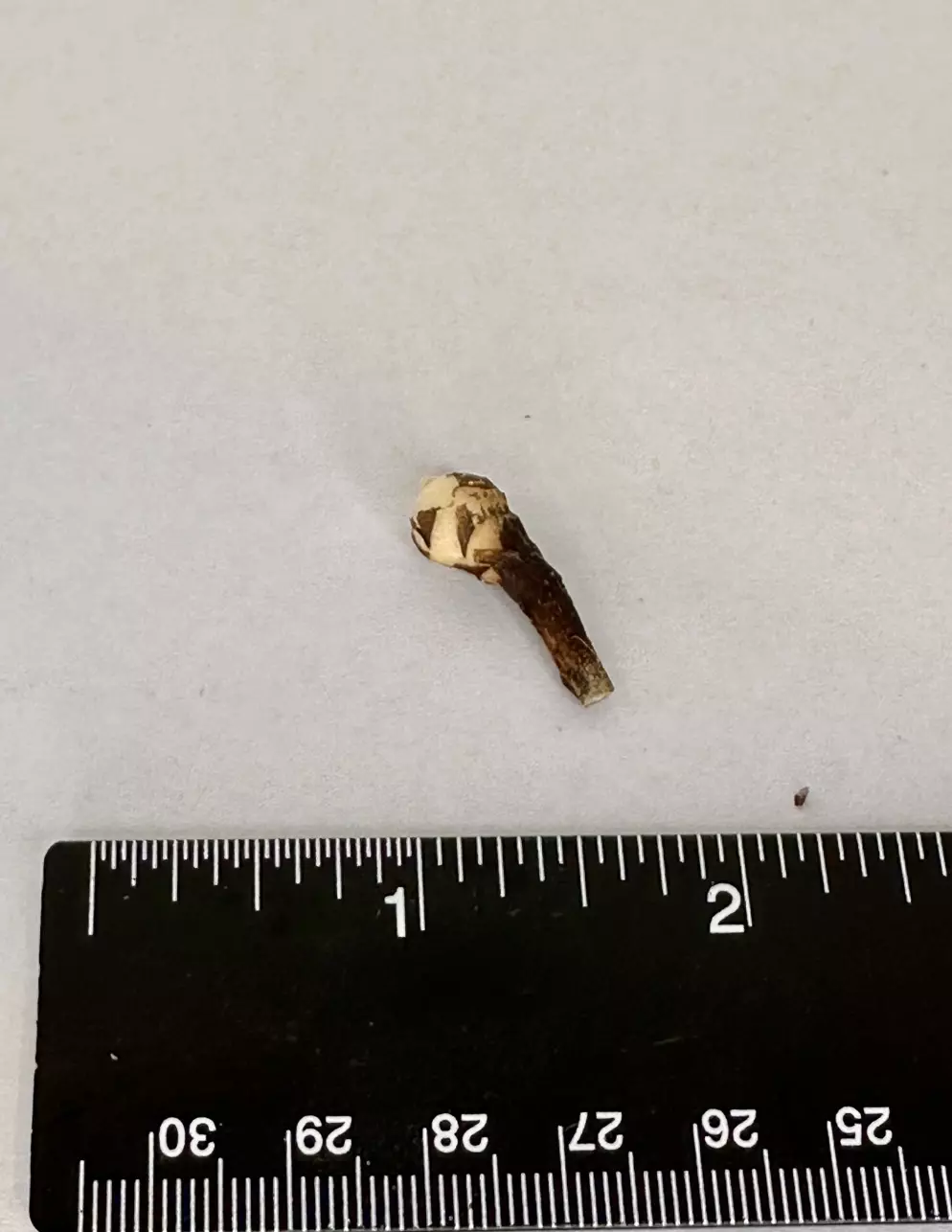 plant/SANDERIANA PSEUDO ALOCASIA CORM - F-0