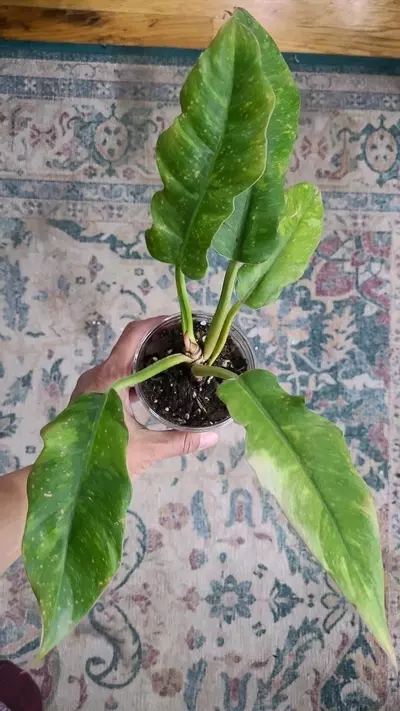 heat_pack/Philodendron Ring of Fire 3.25" 11-151-0-thumbnail