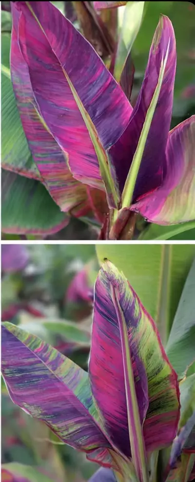 plant/Pink Musa NoNo tissue culture gc pink banana tree!-0-thumbnail