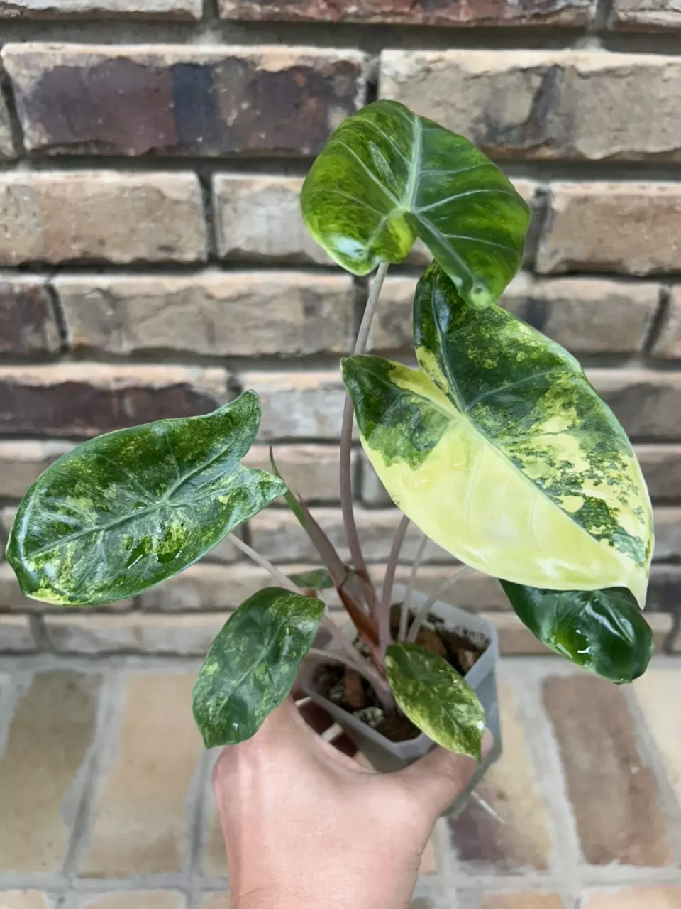 plant/Alocasia Pink Dragon Aurea-0