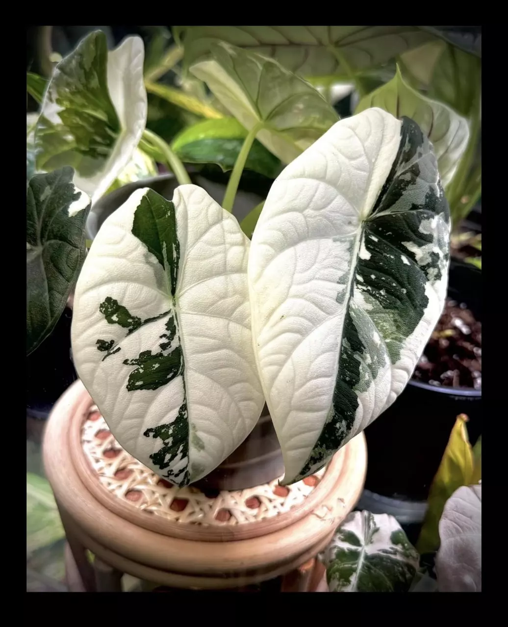 plant/Albo maha chunky corm! Free 2 day upgrade w insulation-0