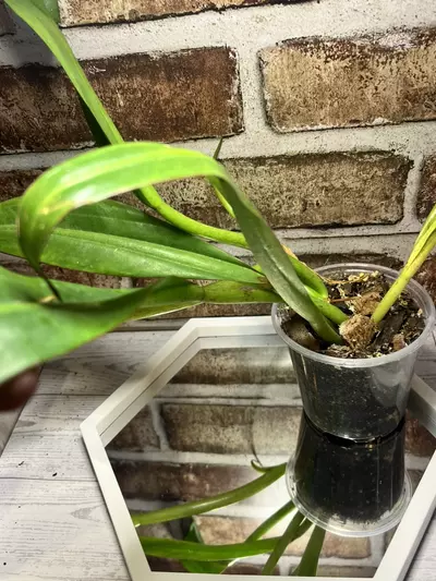 plant/Philodendron Crassinervium-1-thumbnail