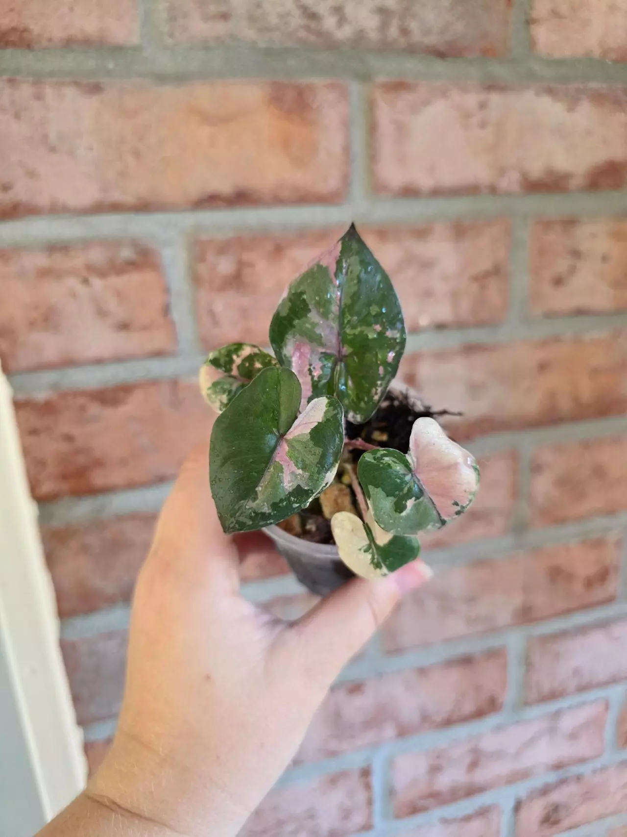 plant/Alocasia Yucatan Princess Pink-0