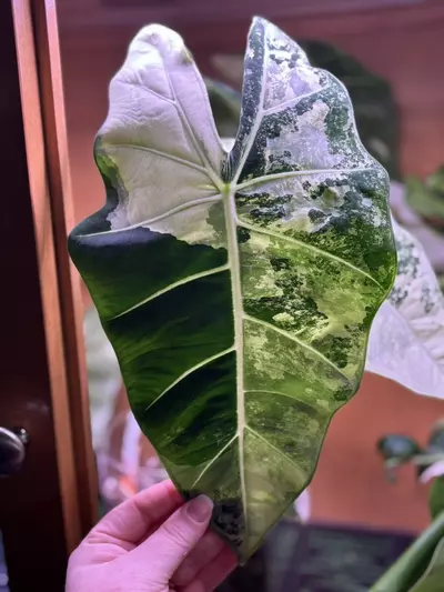 plant/CORM ONLY. Mother frydek high variegated white & cream-1-thumbnail