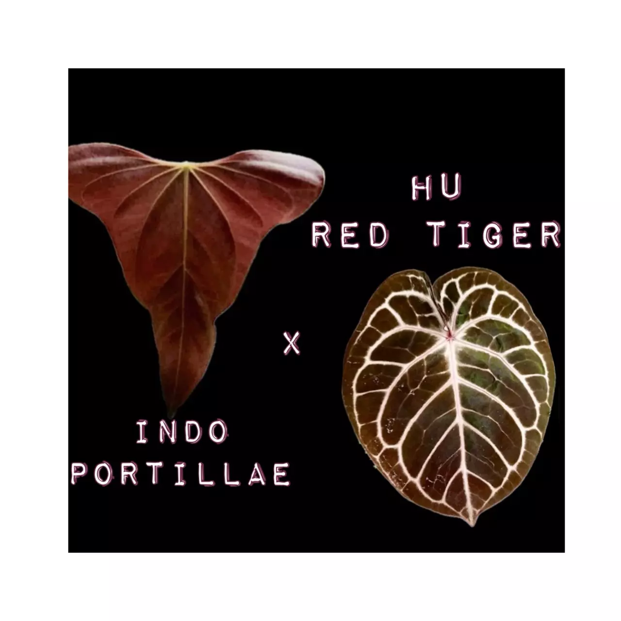 plant/Indo Portillae x HU Red Tiger Anthurium Seedling-0