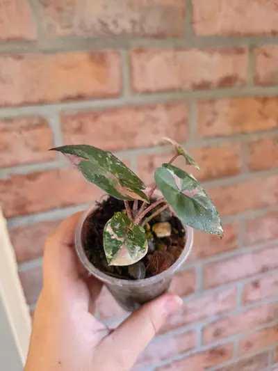 plant/Alocasia Yucatan Princess Pink-5-thumbnail