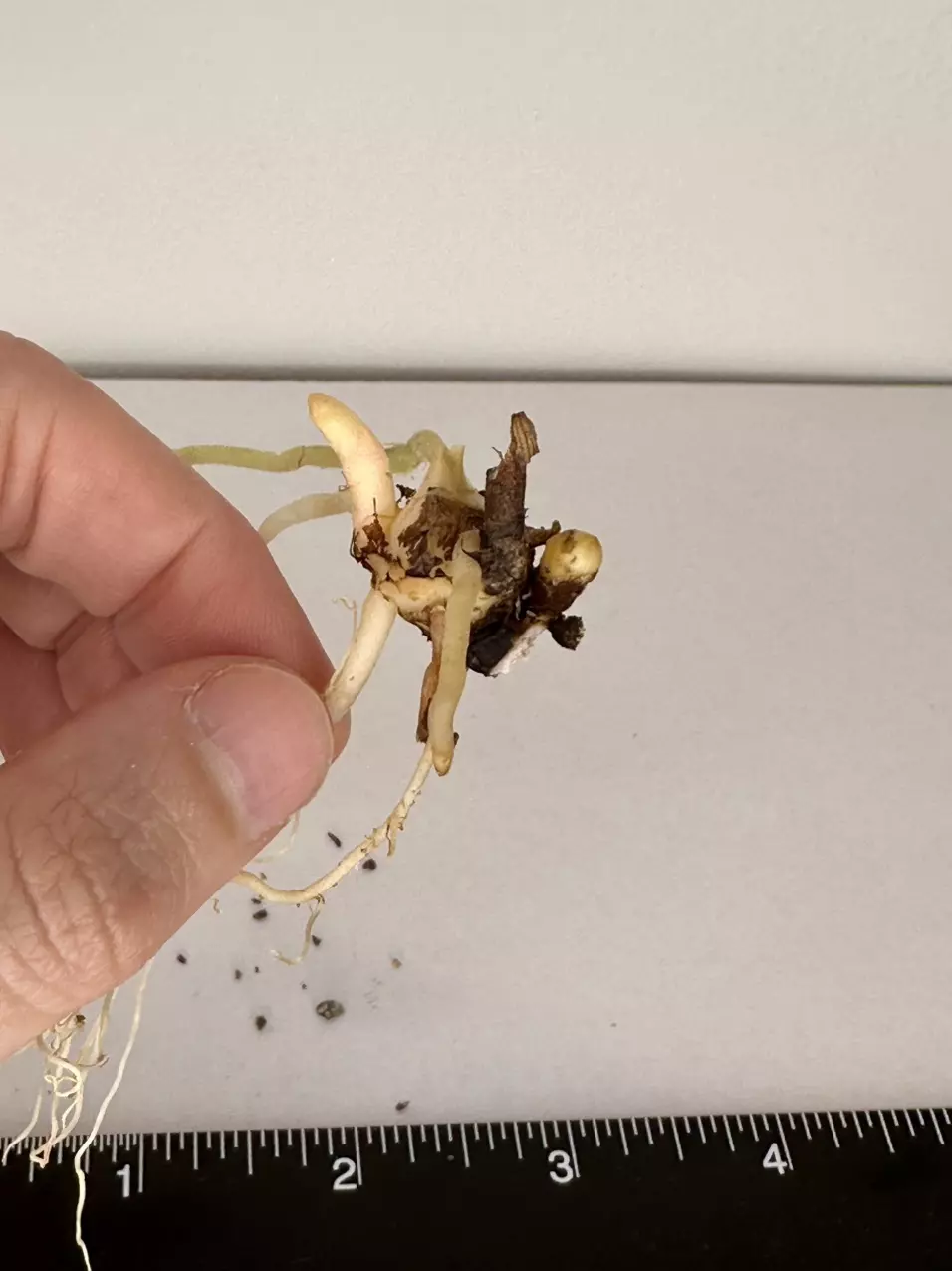 plant/SANDERIANA PSEUDO ALOCASIA CORM - H-1