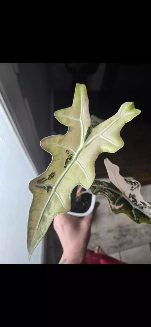 plant/Pink Thai Nobilis Corms-0