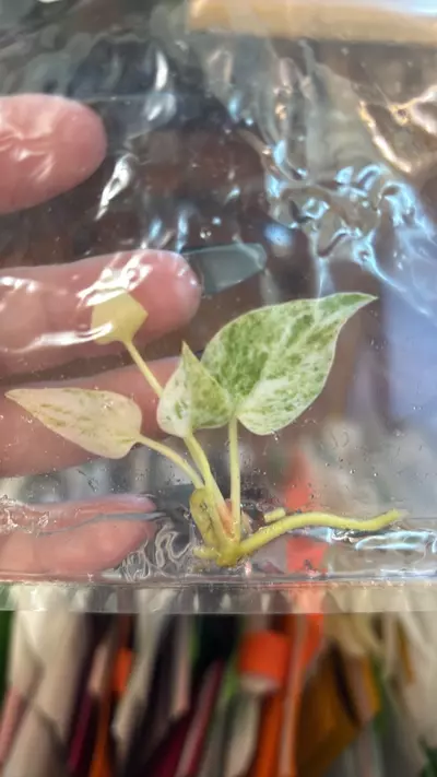 plant/Anthurium pink variegated hookeri tc gc-0-thumbnail