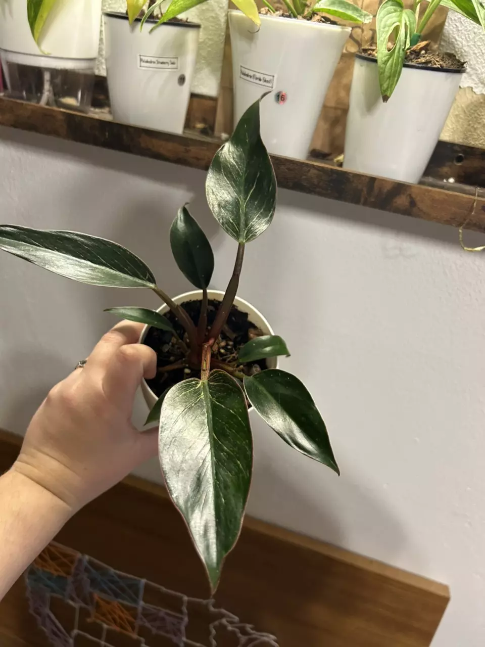 plant/Philodendron Pink Birkin 18-1