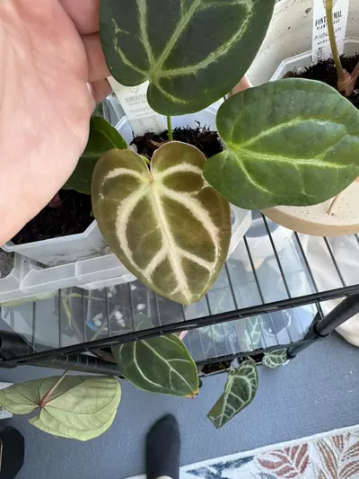 plant/(Pink Lemonade/Crystal) x Carla-1-thumbnail