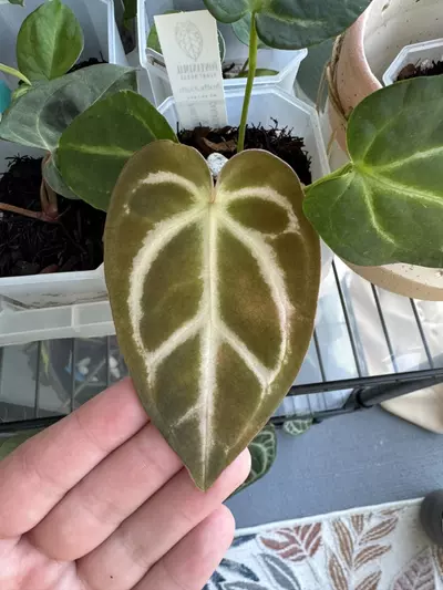 plant/(Pink Lemonade/Crystal) x Carla-0-thumbnail