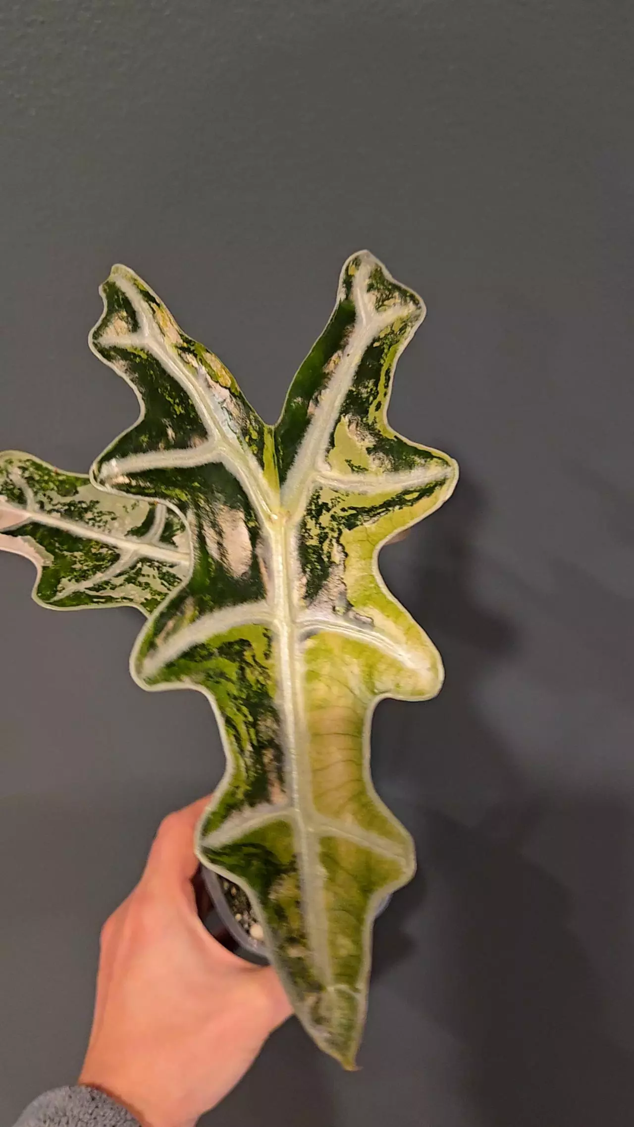 plant/Pink Thai Nobilis Corms-1