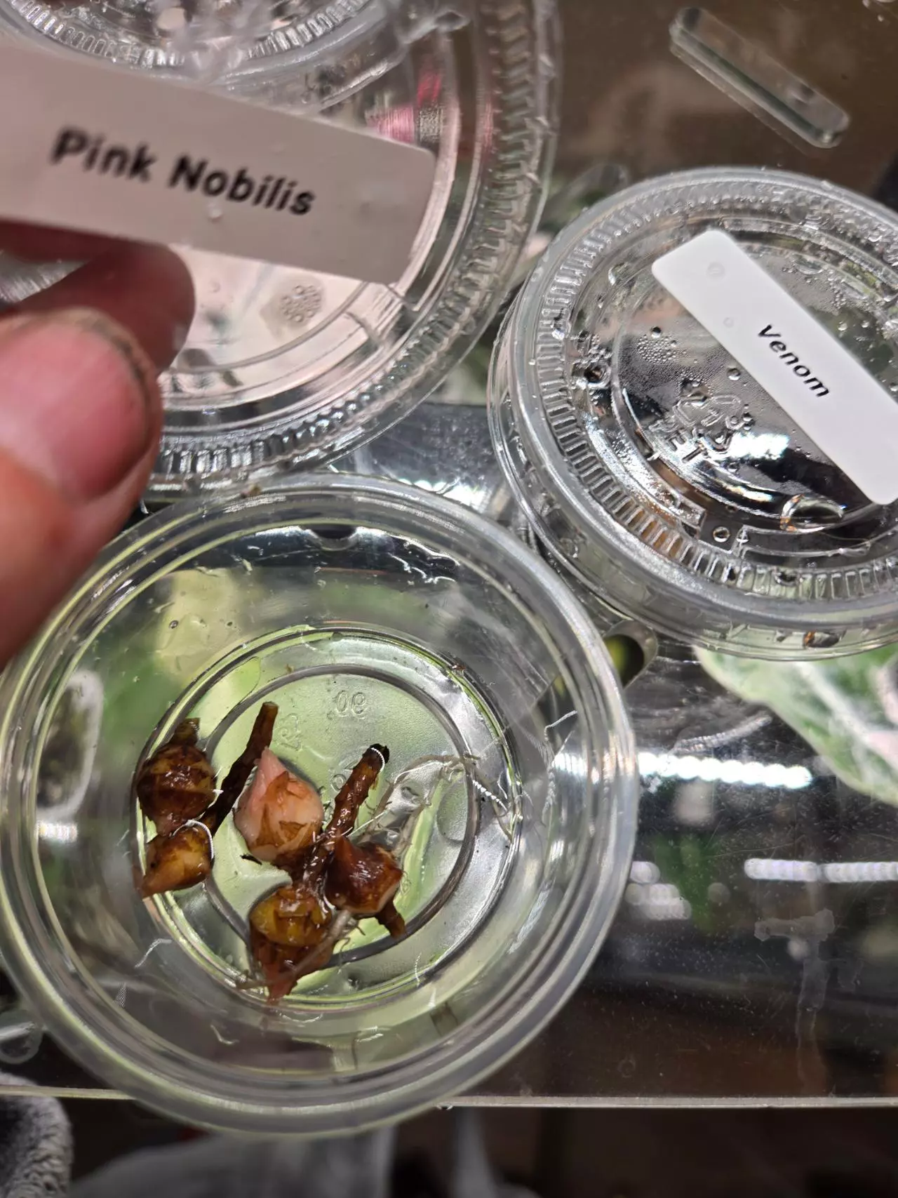 plant/Pink Thai Nobilis Corms-2