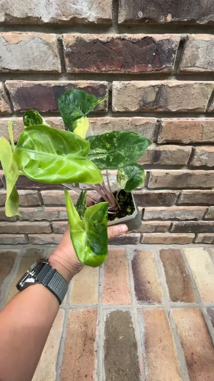 plant/Alocasia Pink Dragon Aurea-2