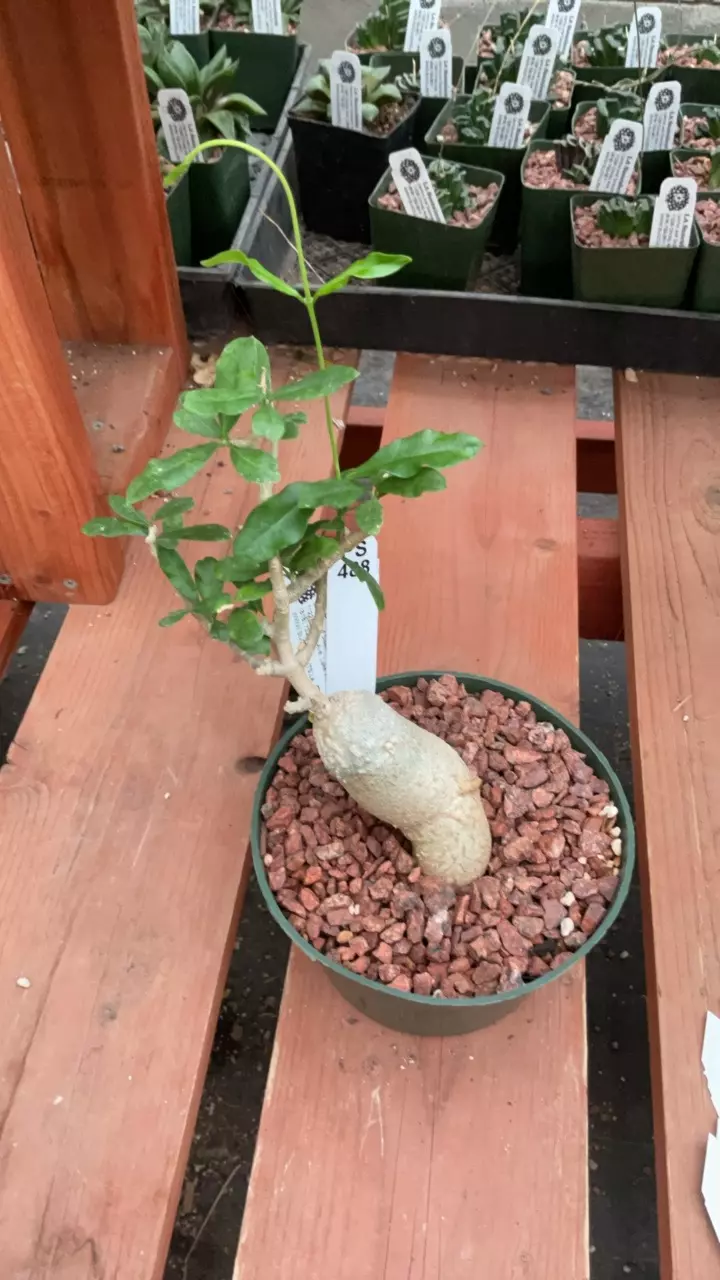 plant/Ps488 Fockea edulis-0