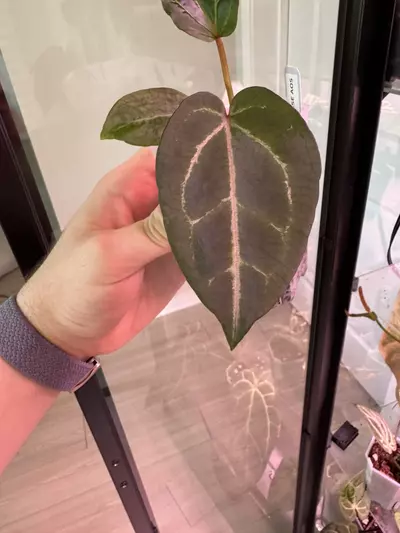 plant/NSE AOS x ZaraMichelle-0-thumbnail