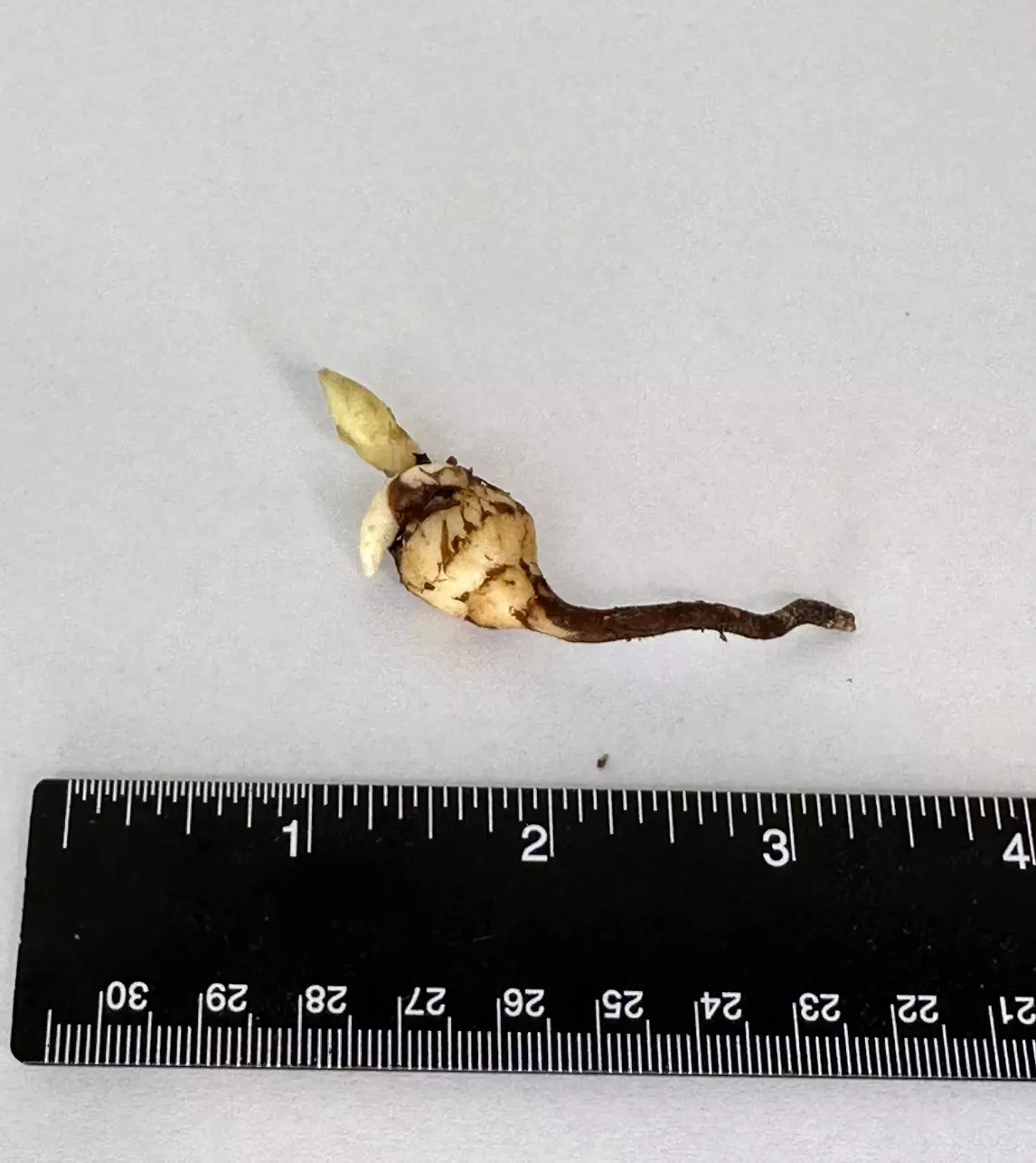 plant/SANDERIANA PSEUDO CORM - A-0