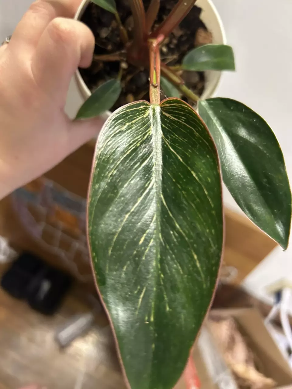 plant/Philodendron Pink Birkin 18-0