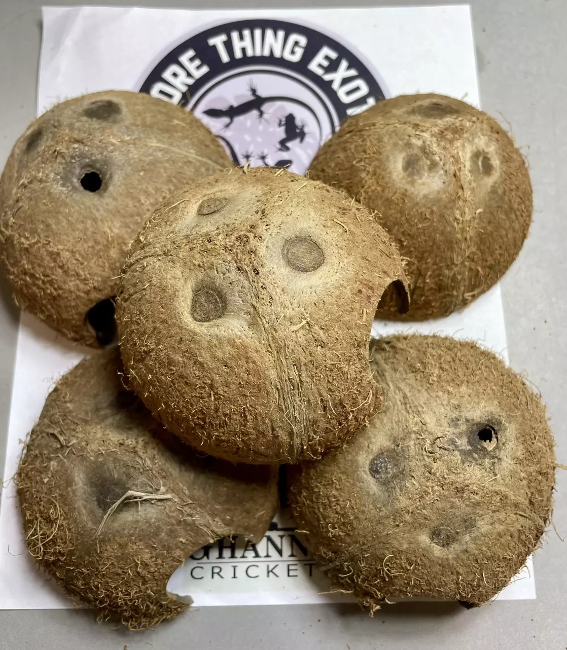 plant/Cocohut Bundle-0