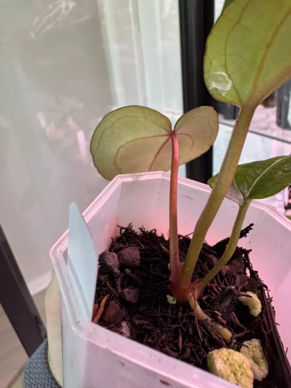 plant/NSE AOS x ZaraMichelle-1