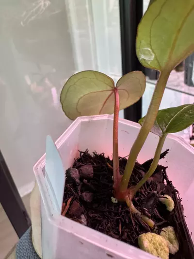 plant/NSE AOS x ZaraMichelle-1-thumbnail