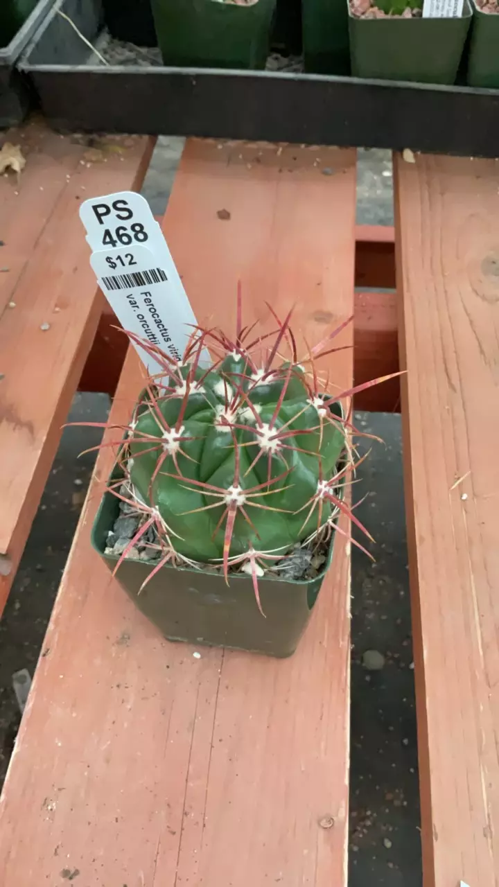 plant/Ps468 Ferocactus viridescens var. orcuttii-0